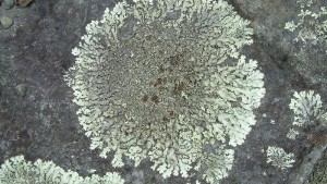moss algae