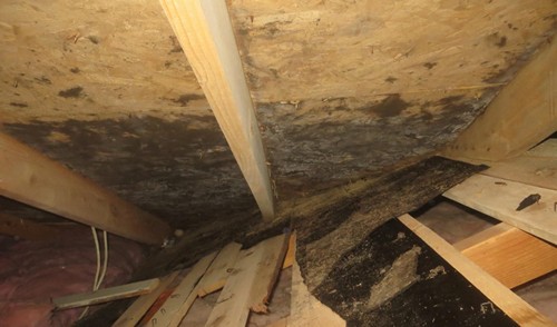 mould formation in your attic