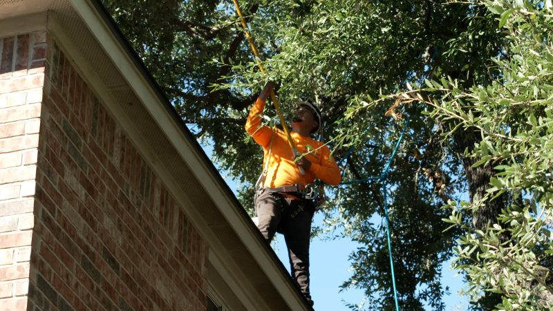 A Person Trimming A Tree Near A Roof